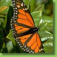 [Image: butterfly]