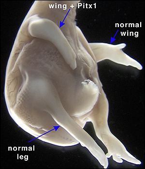 [chicken embryo]